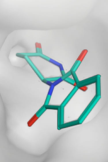 Die Grafik stellt dar, wie Thalidomid an das Protein Cereblon andockt.